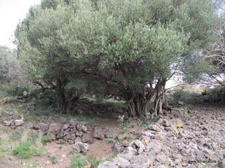 lla Calanna07-04-2013 09-18-47